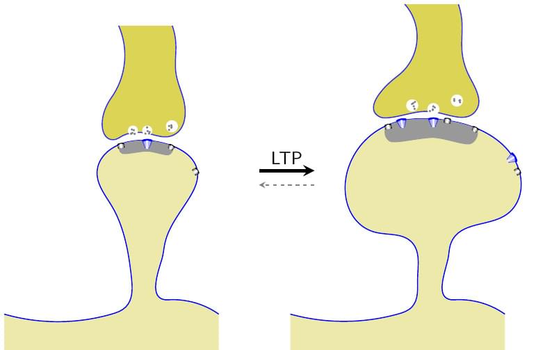 LTP in Synapse