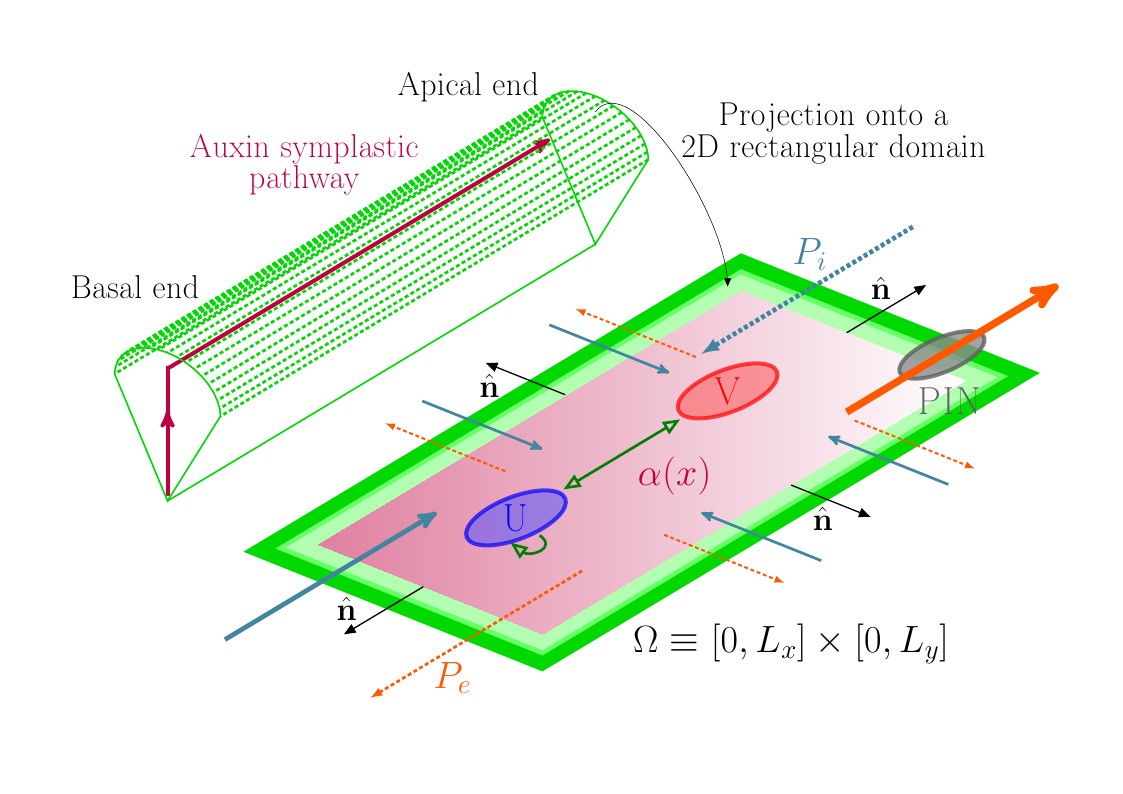 Root Hair Cell in 3D using TikZ